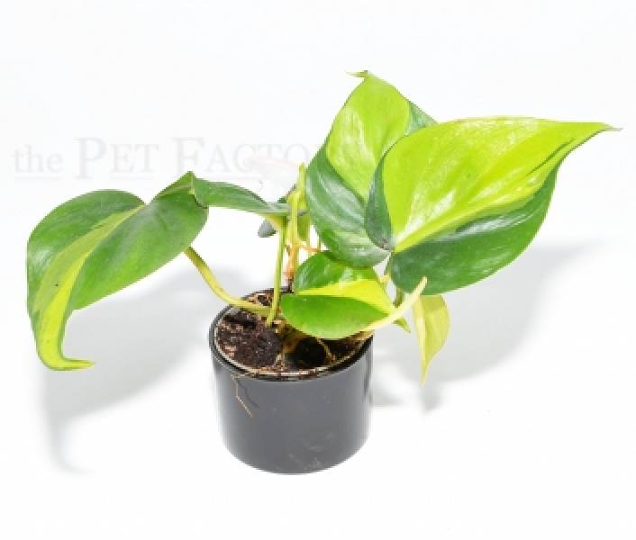 Philodendron scandens 'BRASIL'